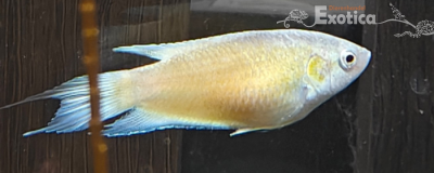 Macropodus opercularis