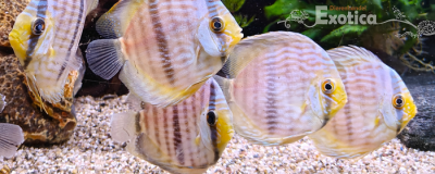 Symphysodon discus