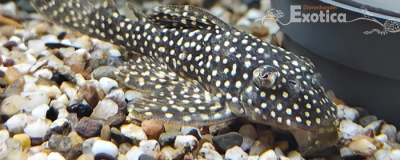 L 136 hypancistrus species