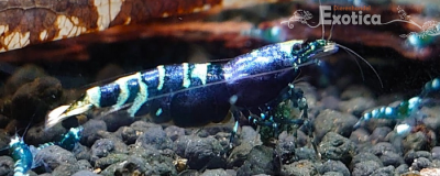 caridina cantonensis (Purple metalic nanacy)