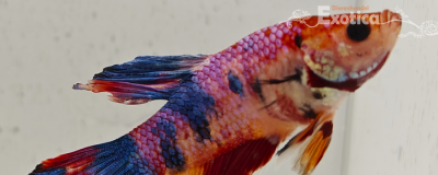 betta splendens man