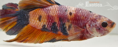 betta splendens man