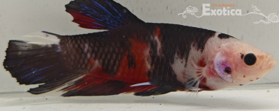 betta splendens man