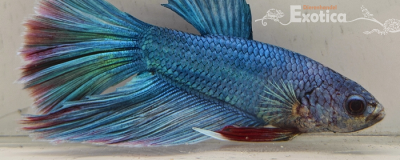 betta splendens man
