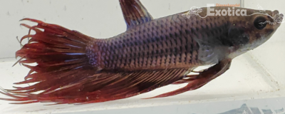 betta splendens man