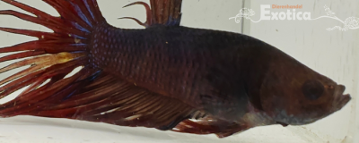 betta splendens man