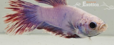 betta splendens man