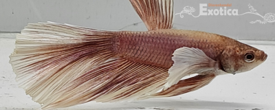 betta splendens man