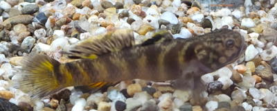 Mugilogobius flavomaculatus