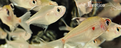 Hyphessobrycon rubrostigma