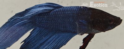 betta splendens man