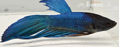 betta splendens man