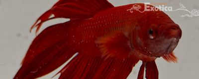 betta splendens man