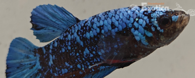 betta splendens man