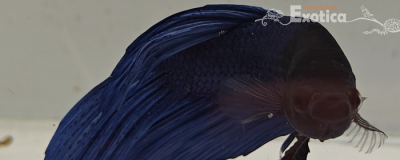 betta splendens man