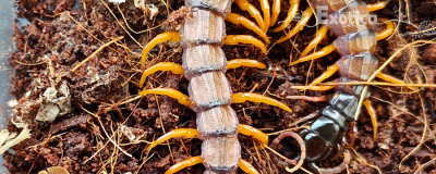Scolopendra alipes