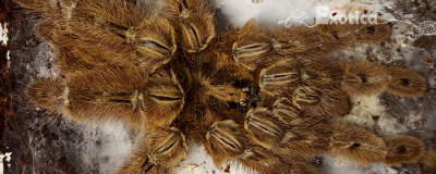 Heteroscodra maculata