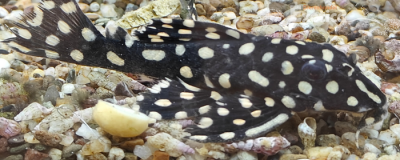 L-201, hypancistrus contradens