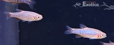 Microrasbora erythromicron