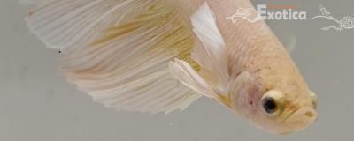 betta splendens man