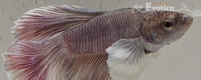 betta splendens man
