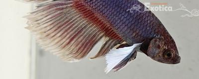 betta splendens man