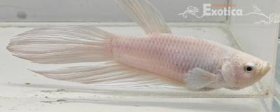 betta splendens man