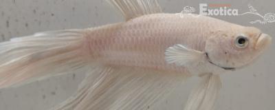 betta splendens man