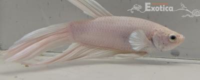 betta splendens man