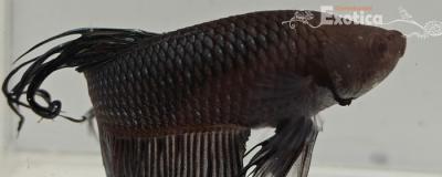 betta splendens man