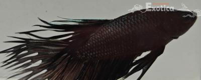betta splendens man