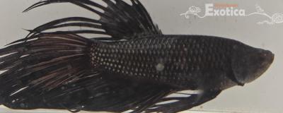 betta splendens man
