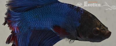 betta splendens man