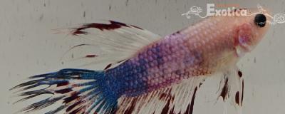 betta splendens man