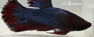 betta splendens man
