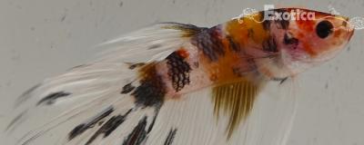 betta splendens man