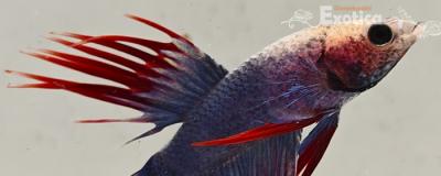 betta splendens man