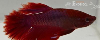 betta splendens man