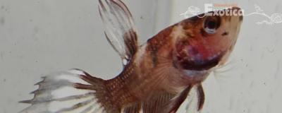 betta splendens man