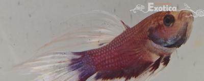 betta splendens man