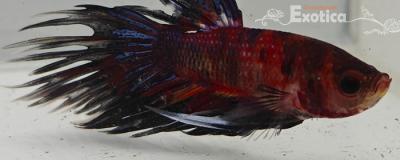 betta splendens man