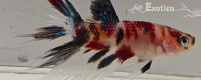 betta splendens man