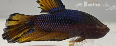 betta splendens man