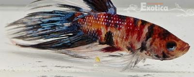 betta splendens man