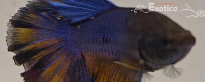 betta splendens man