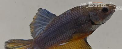 betta splendens man