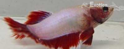 betta splendens man