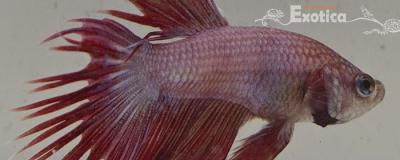 betta splendens man
