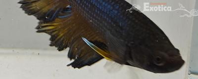 betta splendens man
