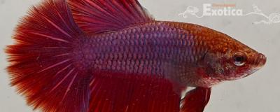 betta splendens man